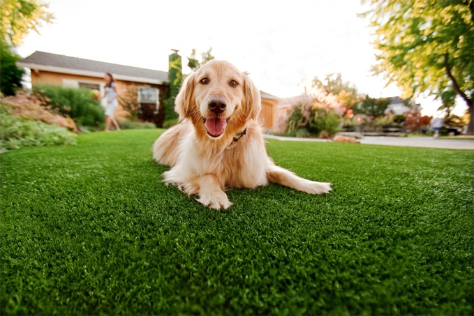 Dog On Artificial Grass