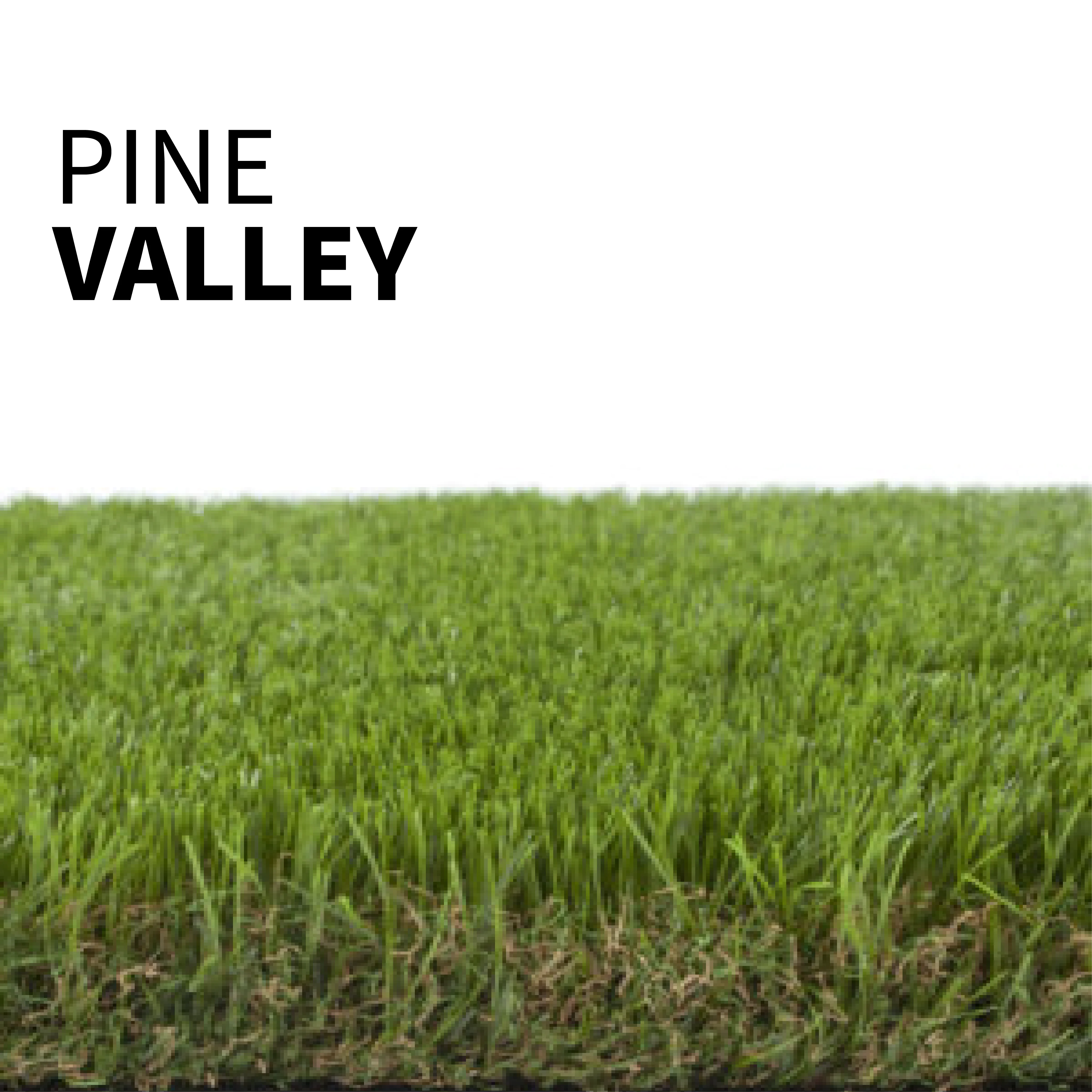 Pine Valley Grass